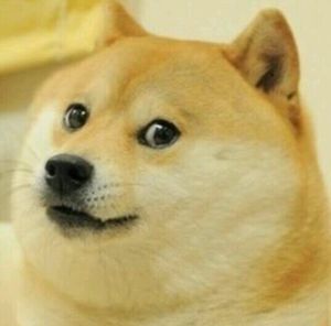 Test Doge